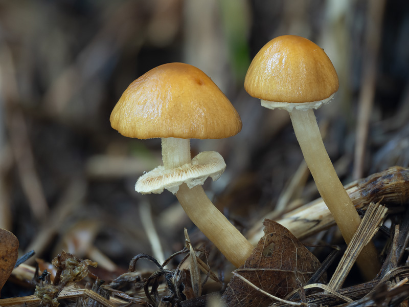 Pholiotina vexans